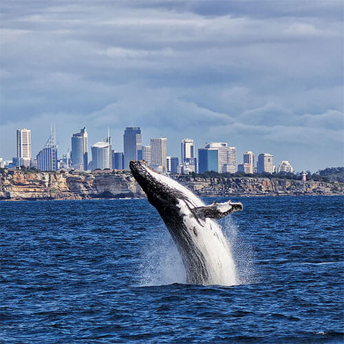 New South Wales Wal vor Sydney