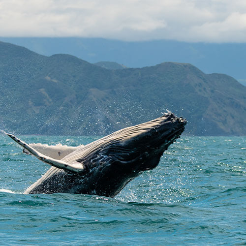 New Zealand North Island Humpback Whale