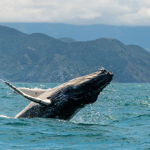 Neuseeland Nordinsel Buckelwal