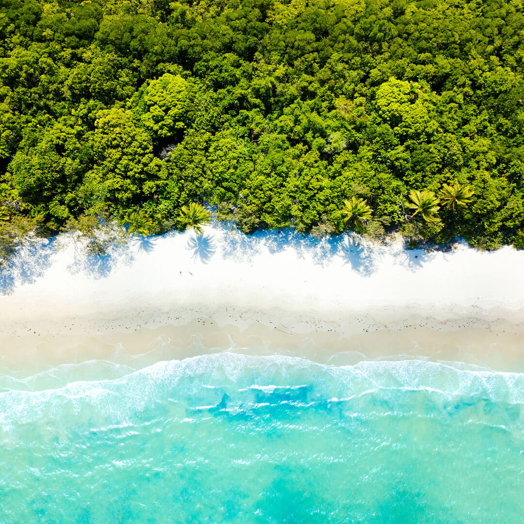 Queensland beach sea jungle