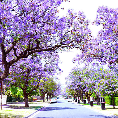 South Australia Blühende Bäume Adelaide