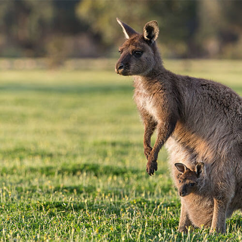 South Australia Kängurus