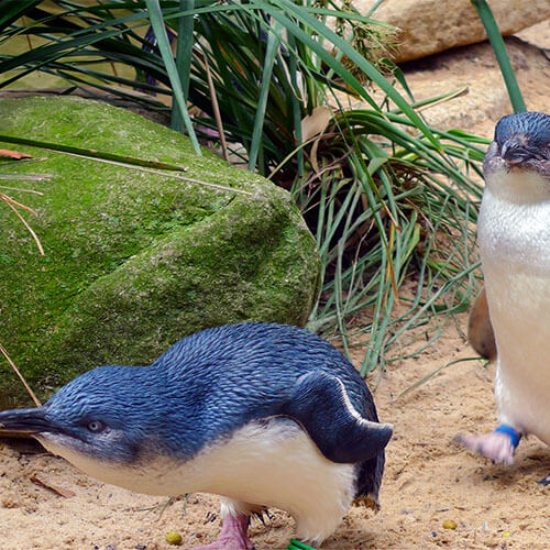 Victoria Pinguin