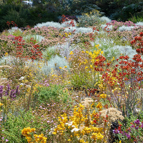 Western Australia Wildblumen
