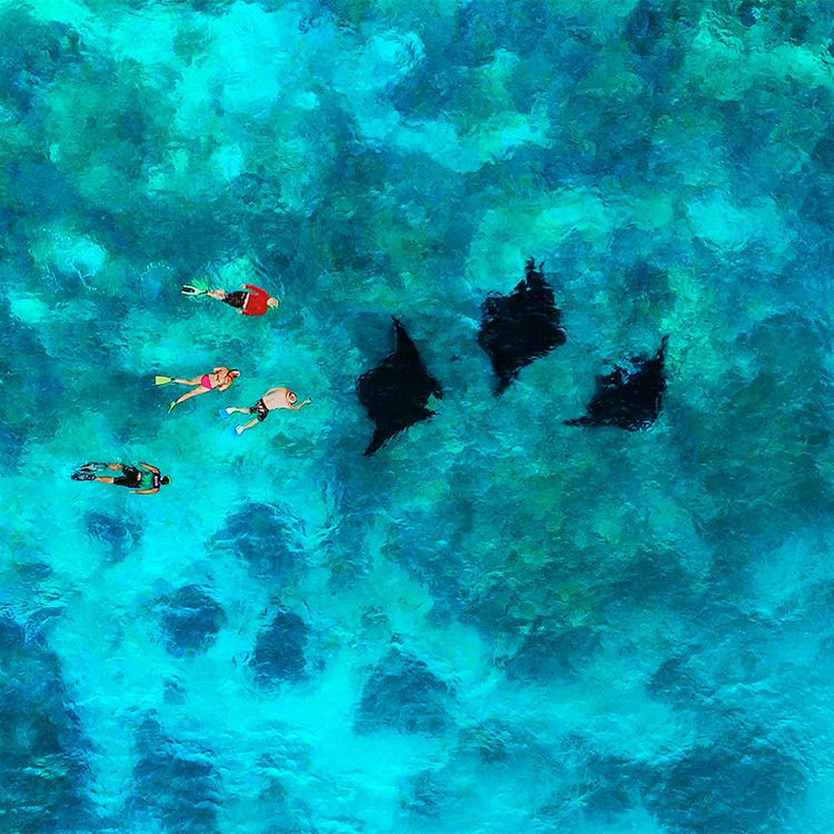 Fiji snorkeling with rays