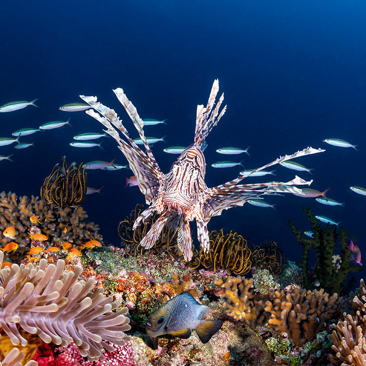 Fiji zebra fish