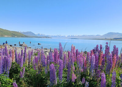 Reise nach Neuseeland – November / Dezember 2024